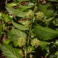 Uncaria elliptica R.Br. ex G.Don